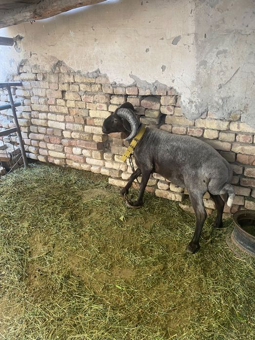 Qoʻchqor sotiladi jangara