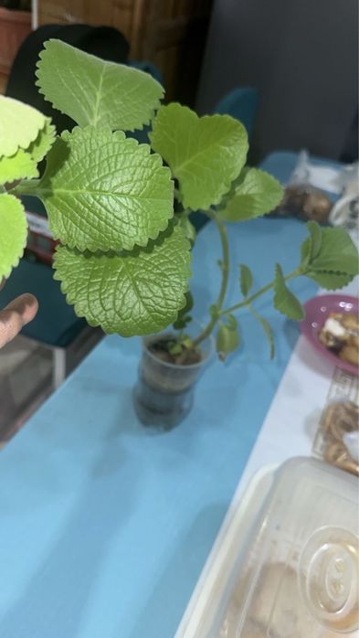 Комнатные растения разные