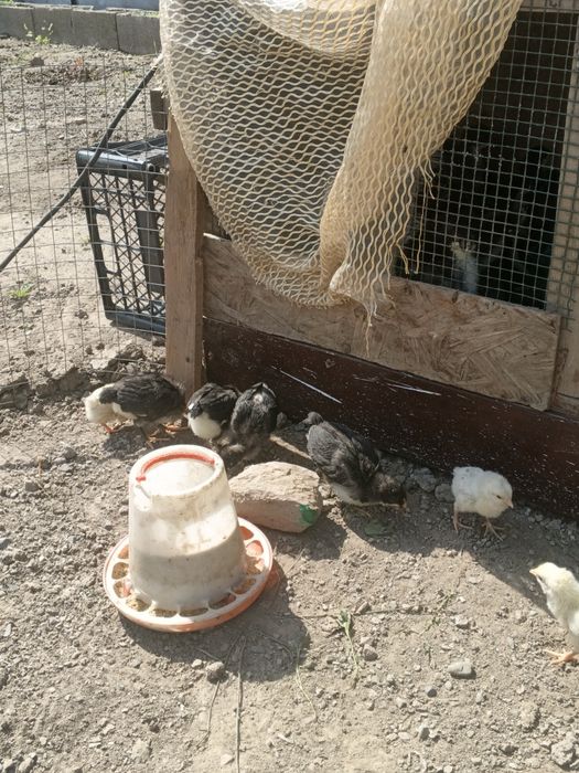 Продам цыплят австерлоп