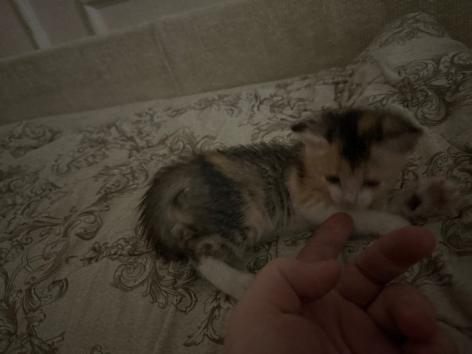 Котята домашние отдам