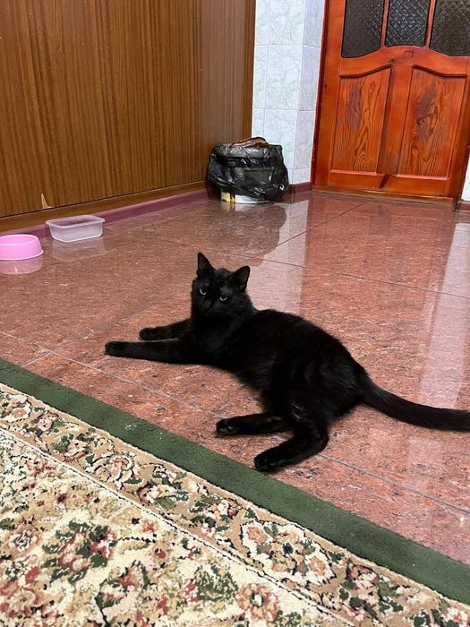 Бала мысык домашний