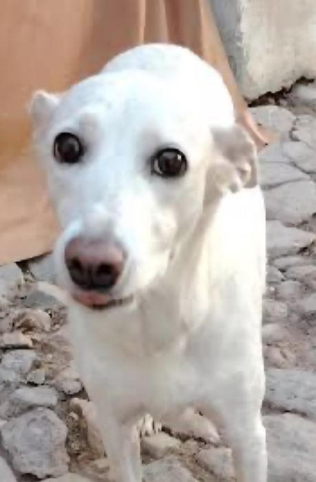 Mehribon, ma'suliyatli qo'llarga