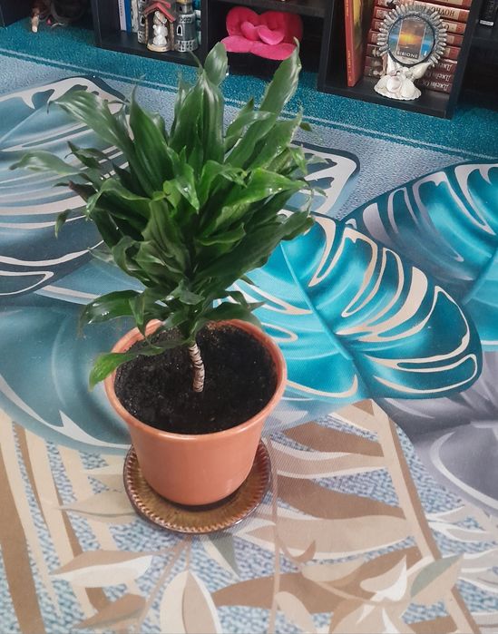 Комнатные цветы (драцена и др.)