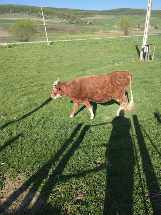 Vind vacă la a 3 fătare ,blîndă , bună de lapte,gestanta în luna a 8