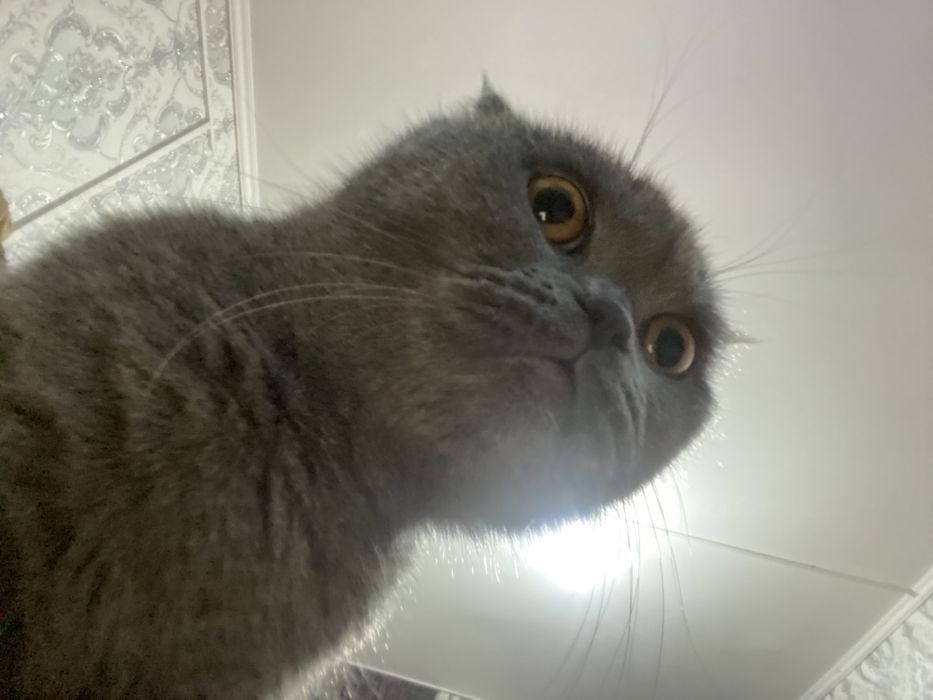 Шотландская вислоухая кошка