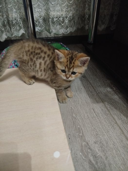 Шотландские котята