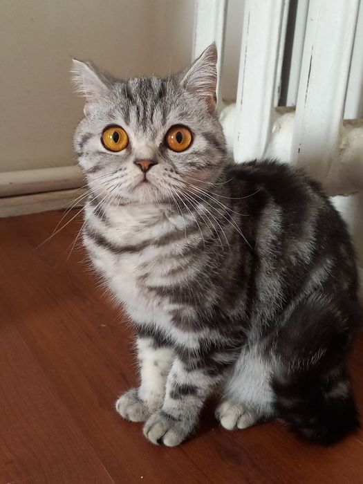 Шотланская кошка
