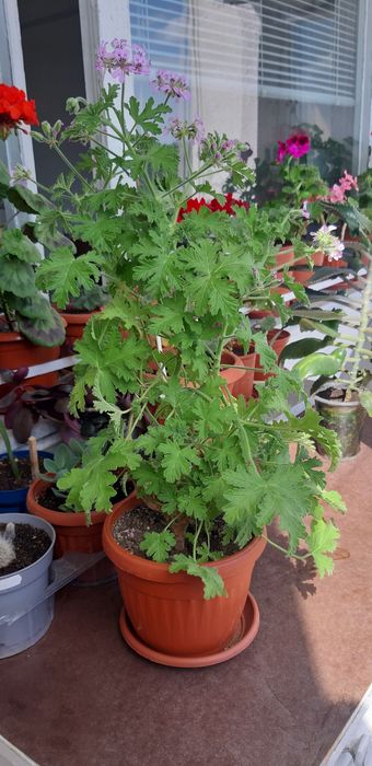 Дърво живота,амарилис,каланхое,индрише,мушкато,хлорофитум,традисканция