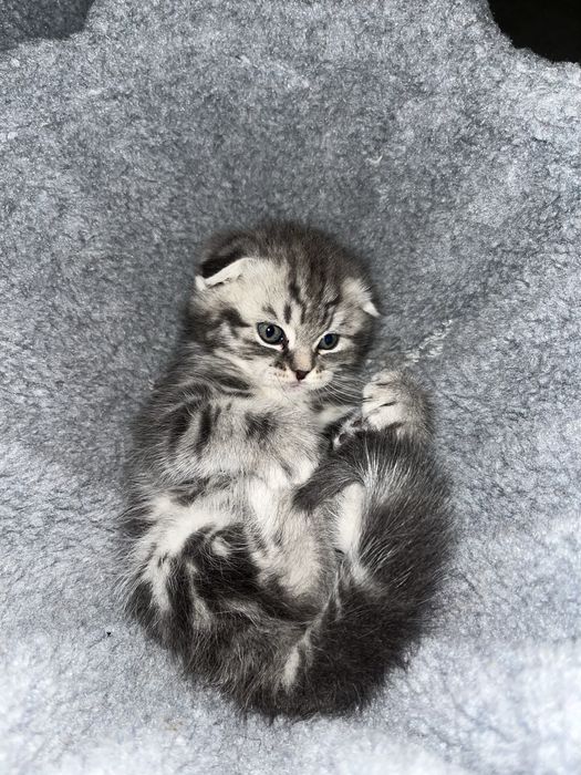 Котята,шотланд-британские