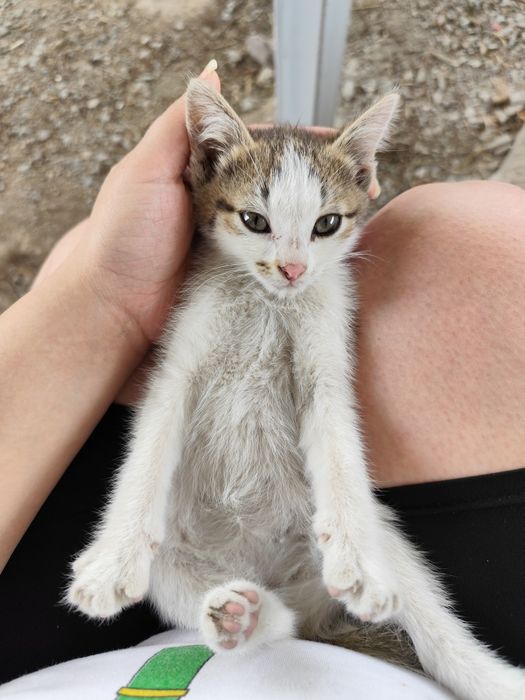 Отдам котенка даром