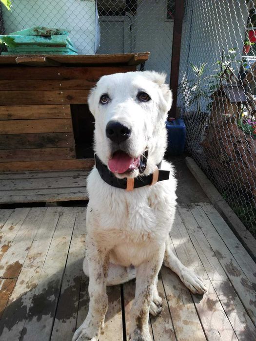 Кожен нашийник за големи и огромни  кучета /изцяло ръчна изработка/