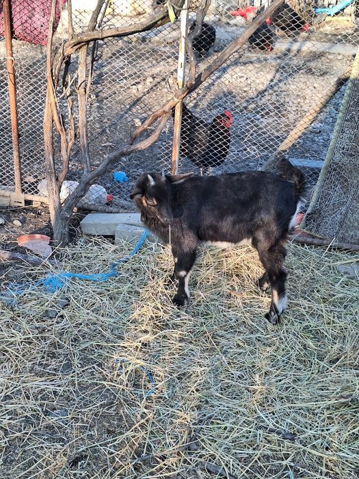 Vind iedite alpin francez