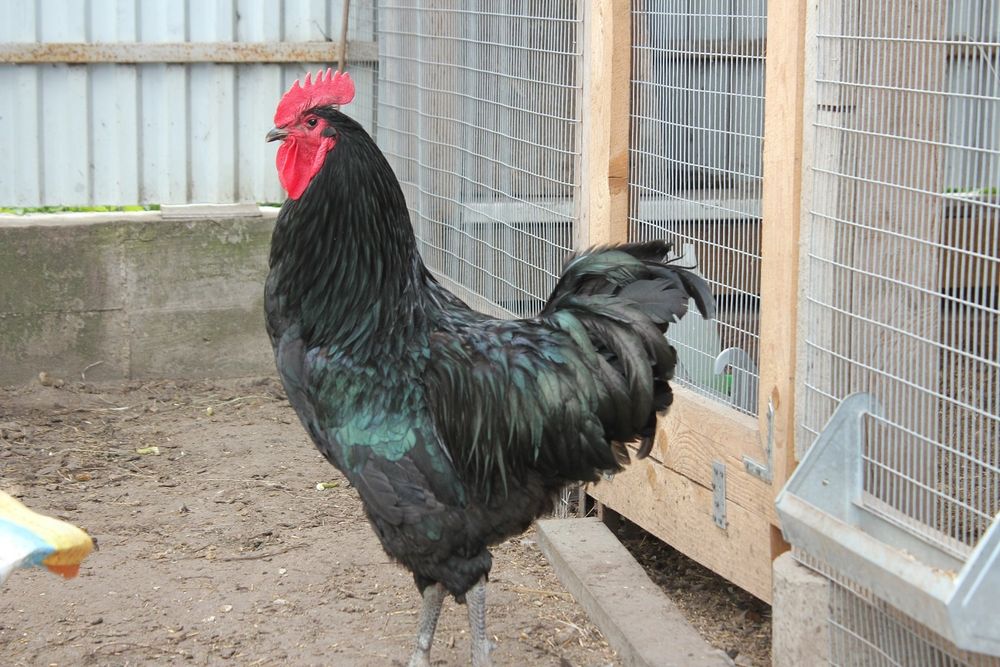 Bramalar (85–120 ming) va Jersi gigant [300 ming]  Sotuvda