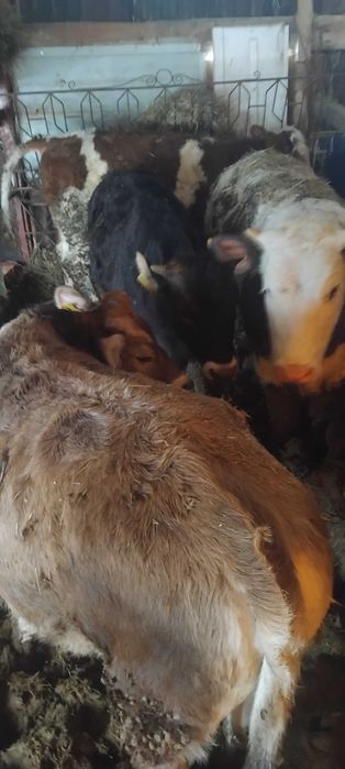 Vitei si vitele de vanzare