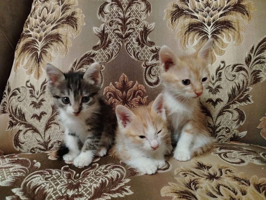 Отдам ДАРОМ замечательных котят