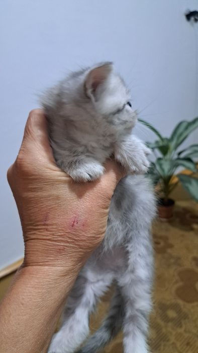 Отдам котят в добрые,заботливые руки!
