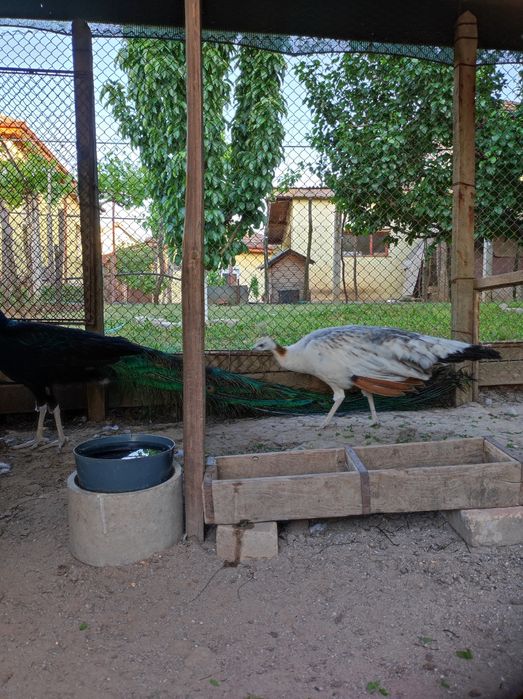 Пауни чернокрили
