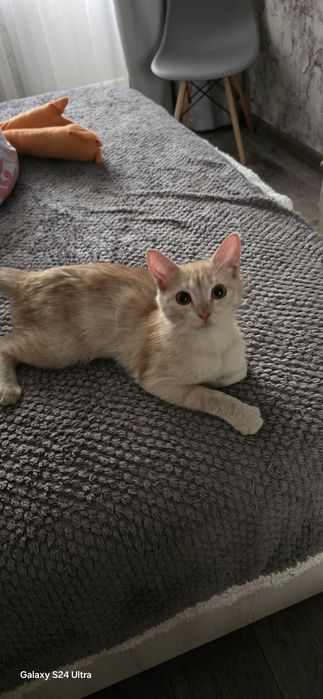 Пристраивается котёнок