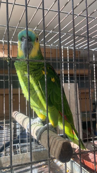 Синьо чела женска амазона