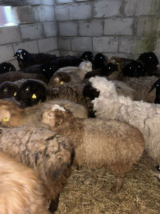 Продам бараны разных возрастов