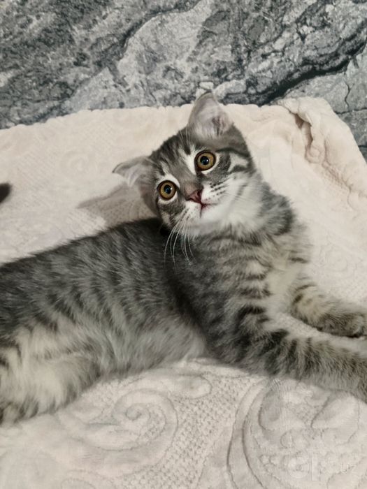 Scottish Fold mushukcha sotiladi