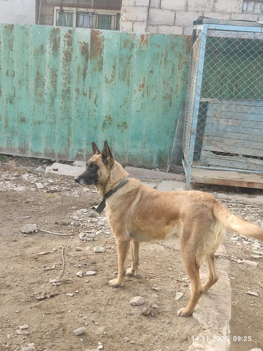 Бельгийская овчарка