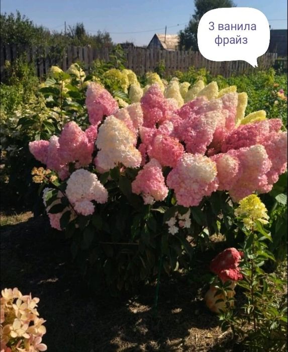 Продам гортензии