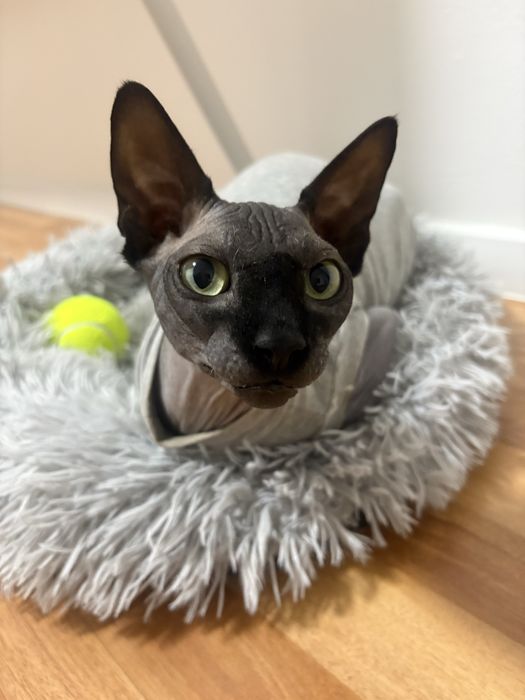 Продам сфинкса , возраст 1 г 3 м