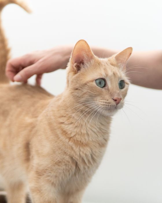 Кроткият Сид търси дом, кастриран