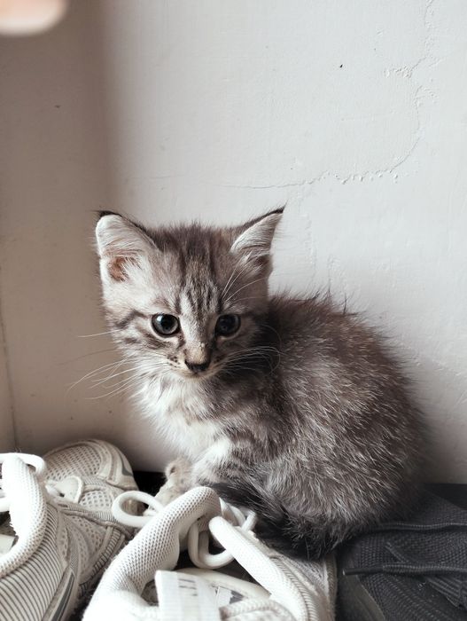 Маленькие котики в поиске дома