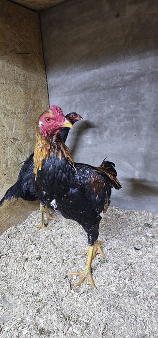 Дакан бойцовая птица