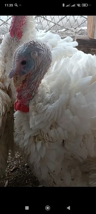 Продаются индюки