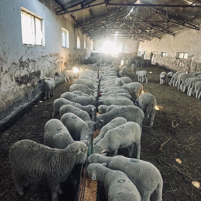 Miei de vănzare la un preț irezistibil