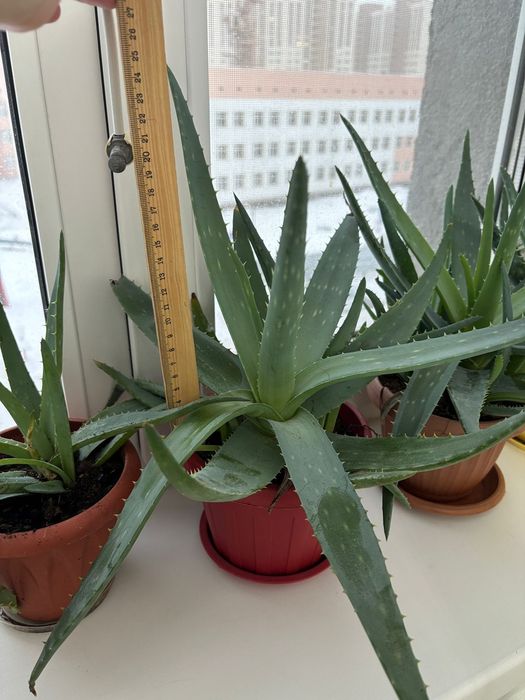 Продам алое вера и алое столетники