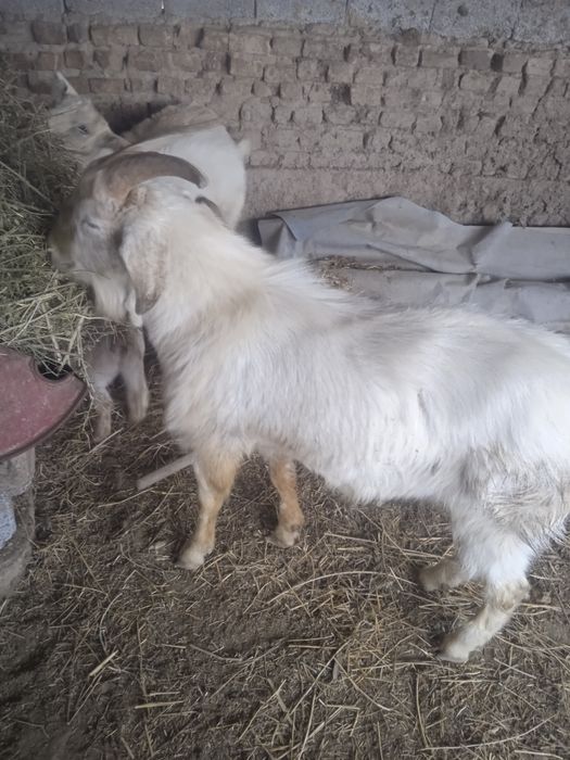 Теке ешкы козы сатылады