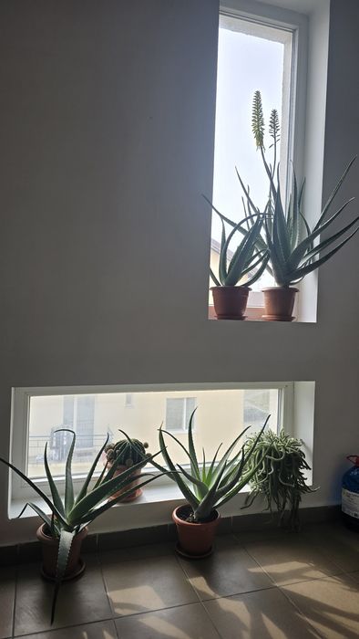 Aloe vera ghiveci