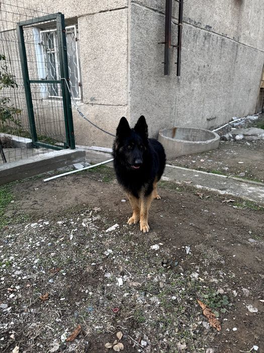 Немецкая овчарка