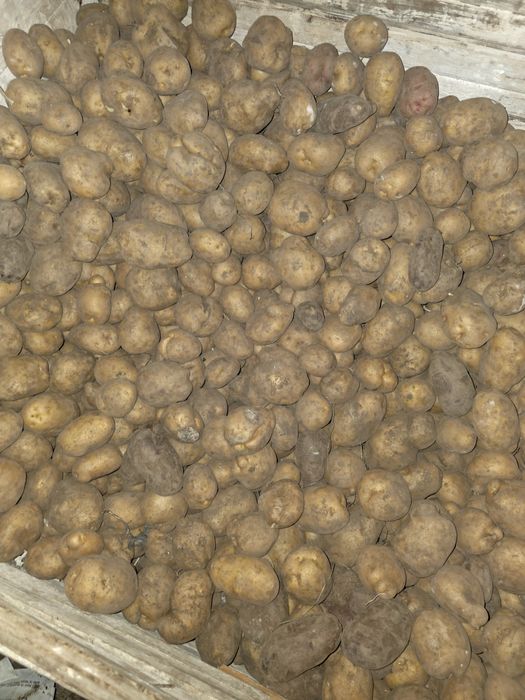 Домашняя картошка