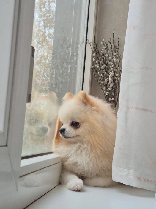 ВЯЗКА померанский мини шпиц