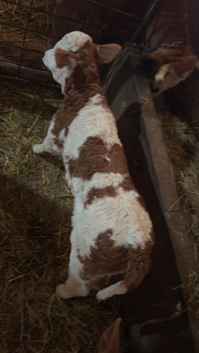 Vând 2 viței …..