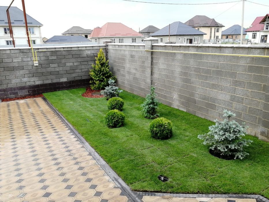 Туя шарик шаровидная даника