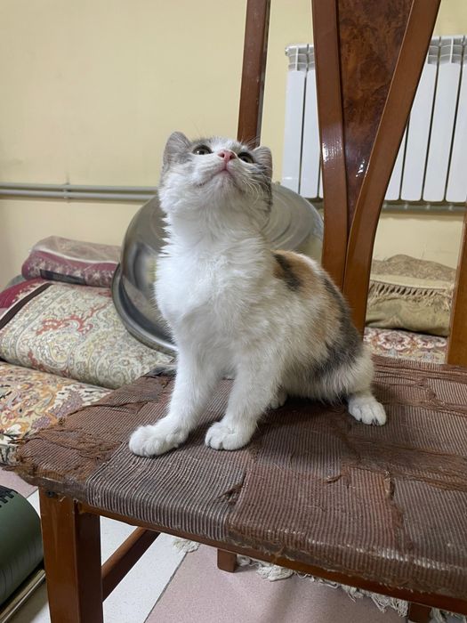 Котёнок-девочка 3–4 месяца ищет дом