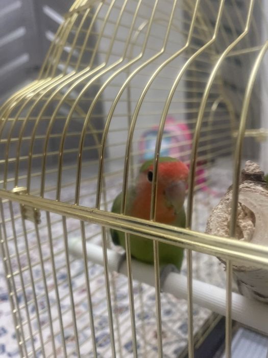 Продается попугай Неразлучники