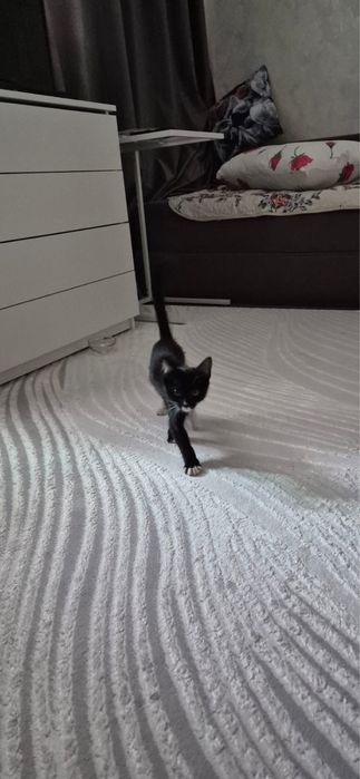 Продам котенка девочку 2 мес