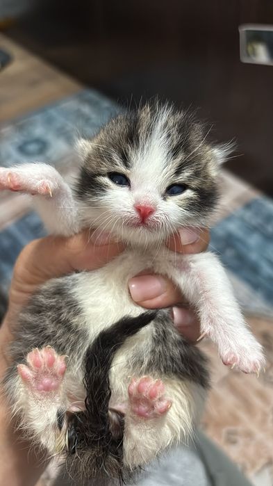 Отдам котят в добрые руки