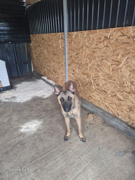 Ciobanesc Malinois