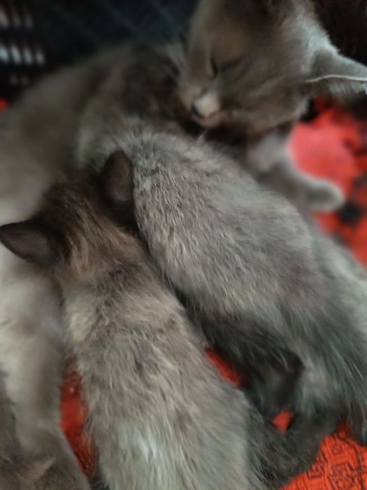 Отдам сереньких котят