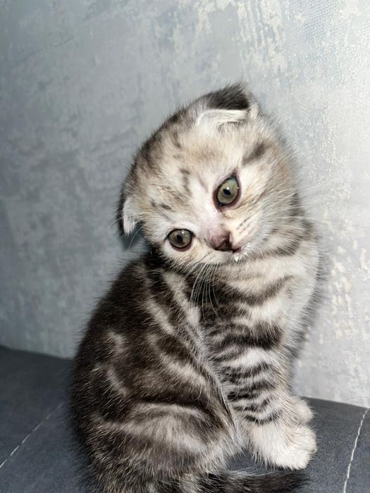 Кошка вислоухая шотландка