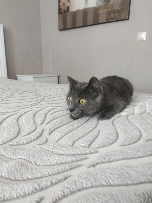 Отдам кошку в добрые рук