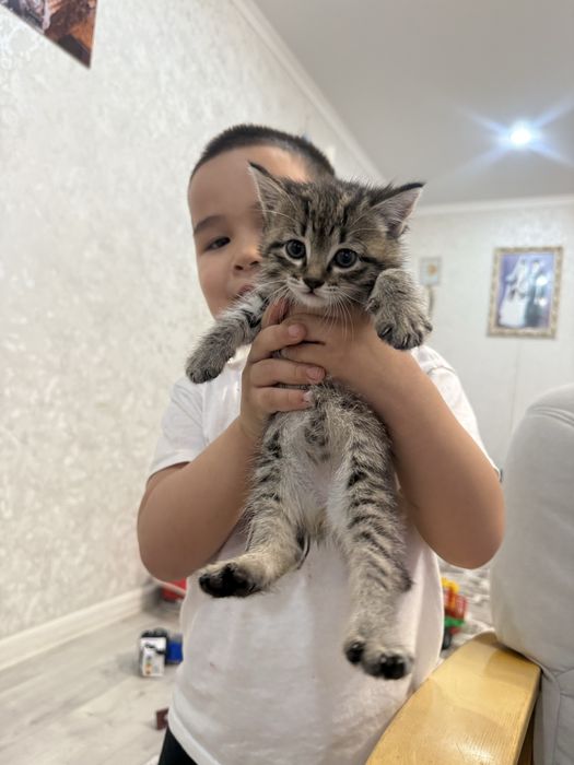 Отдам котят в добрые руки!